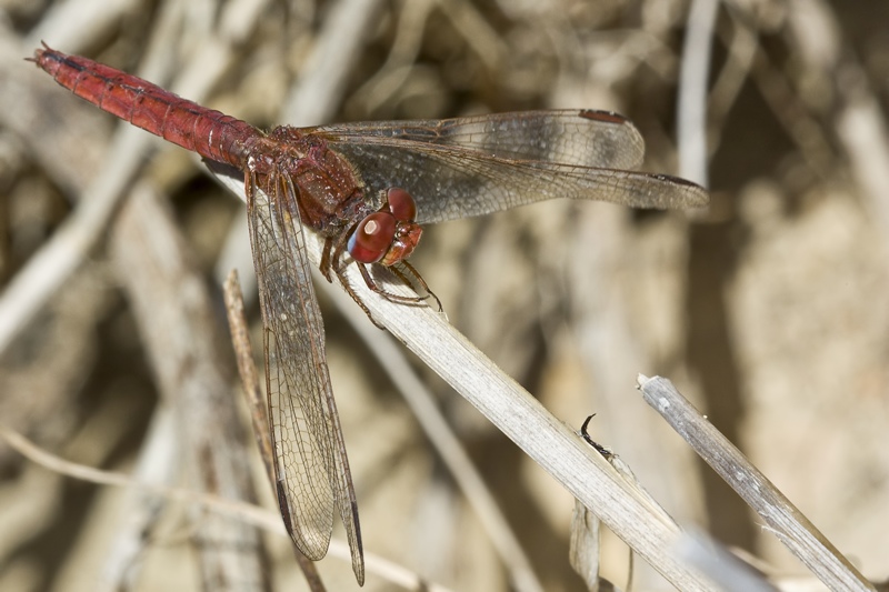 S. fonscolombei o C. erythraea? - C. erythraea e T. annulata